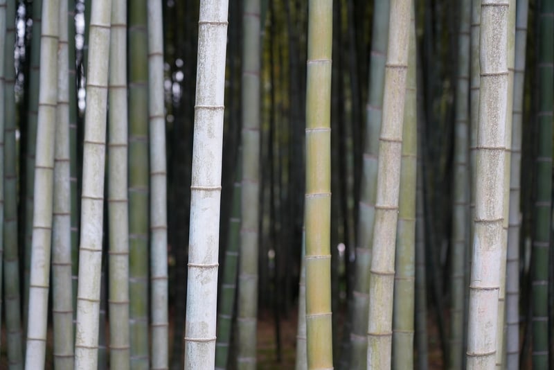 Bamboo Species