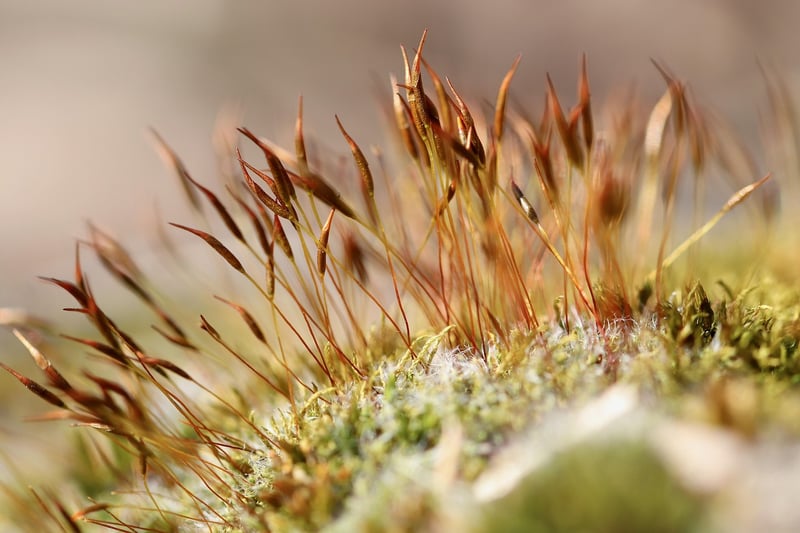 Moss Gardens