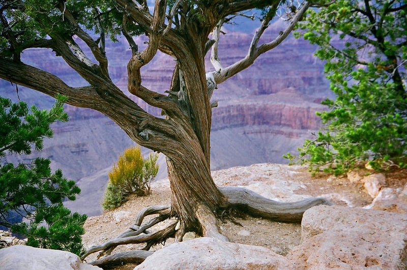 Desert Xeriscape Garden