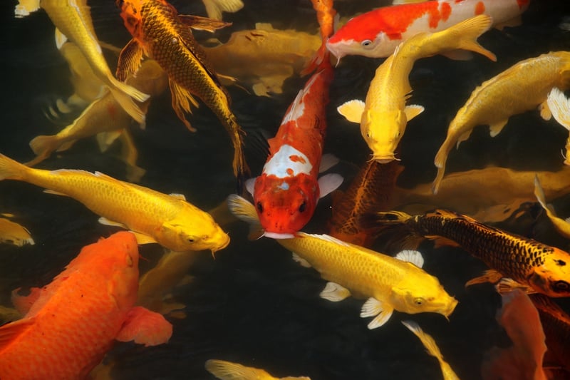 Koi pond in Zen garden
