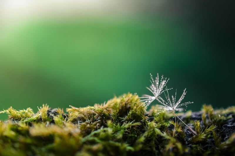 Moss Garden